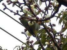 梅とメジロ 梅とメジロ