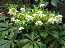 クリスマスローズ クリスマスローズ