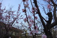 春うらら 春うらら