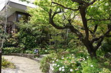 最近のお庭 最近のお庭