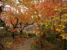 お庭のようす お庭のようす