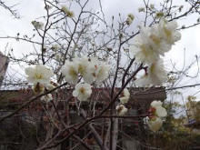 今日のお庭 今日のお庭