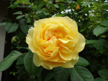 今日のバラ 今日のバラ