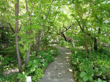 今日もバラ 今日もバラ