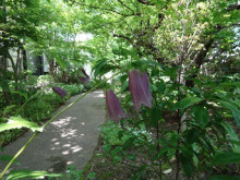 最近のお庭 最近のお庭