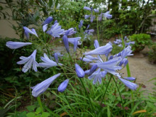 梅雨を楽しむ 梅雨を楽しむ