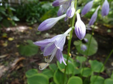 梅雨のお庭 梅雨のお庭
