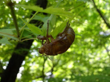 夏のはじまり 夏のはじまり