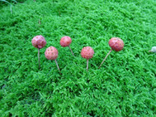 今日のお庭 今日のお庭