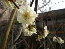 ブログ「へっぱく in裏庭」-梅の木
