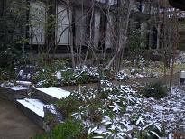 ブログ「へっぱく in裏庭」-2012.2 雪
